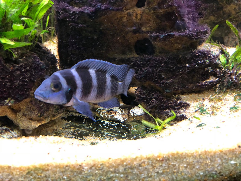 Neolamprologus tretocephalus